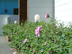 クリニックの花壇に咲くランタナです。